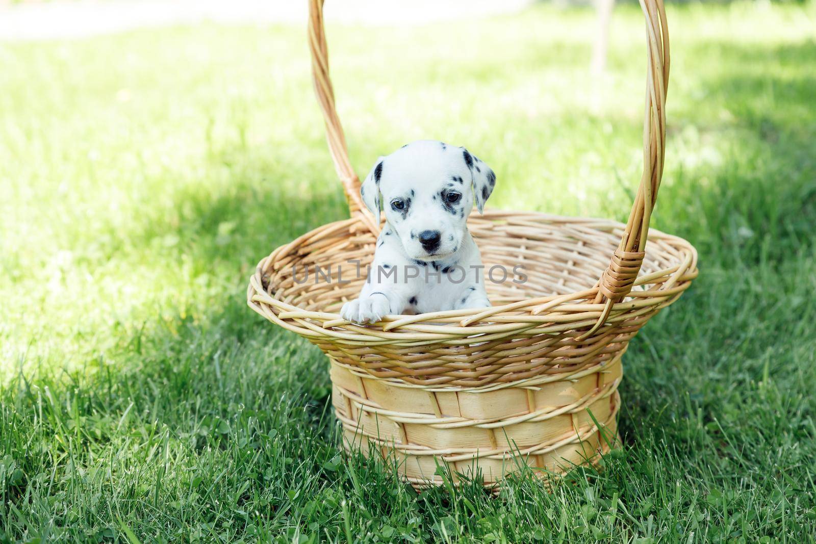 beautiful dalmatian puppy outdoors in summer, sleeping in straw basket outside in the park