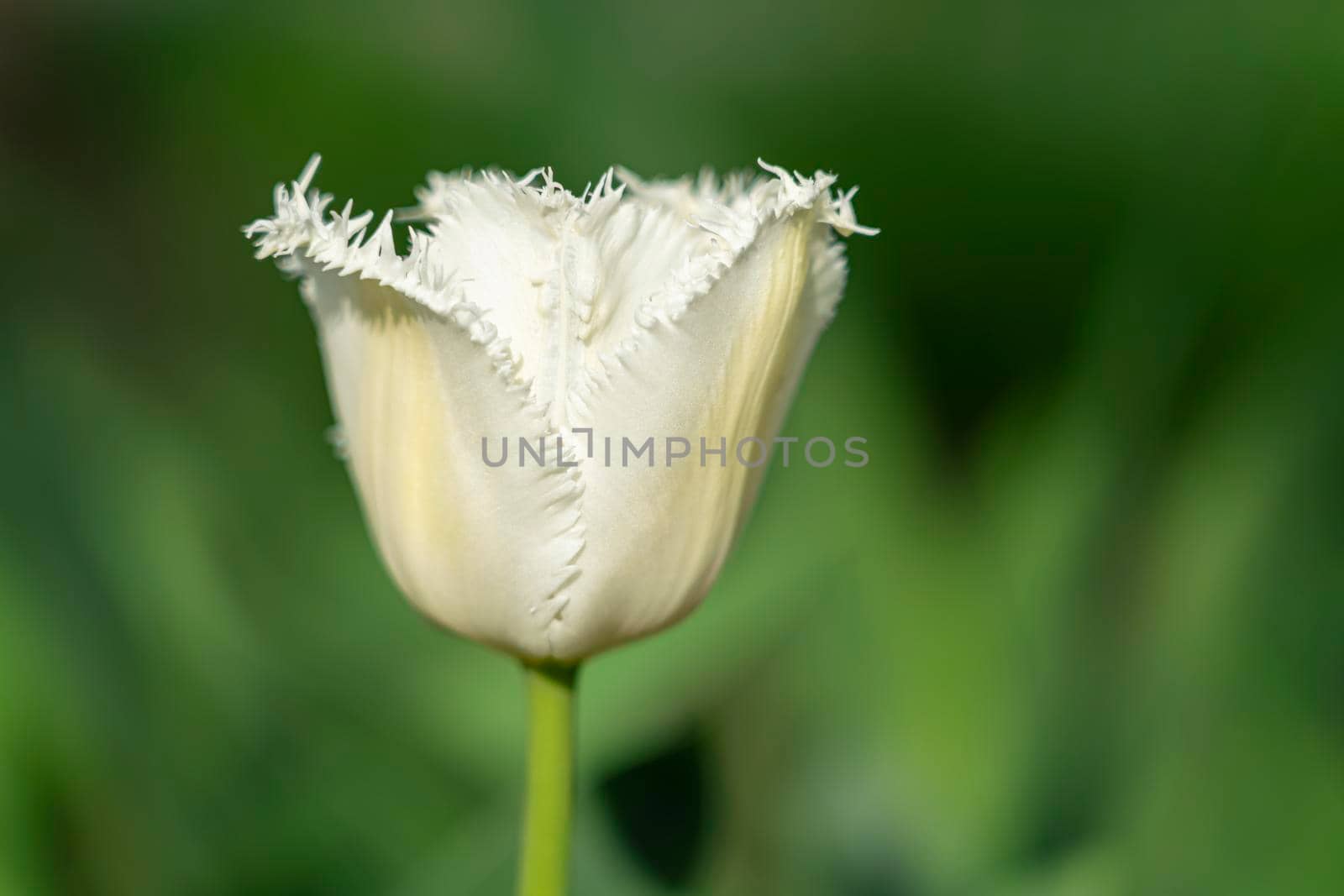 a white-yellow tulip bud on a blurry background. High quality photo