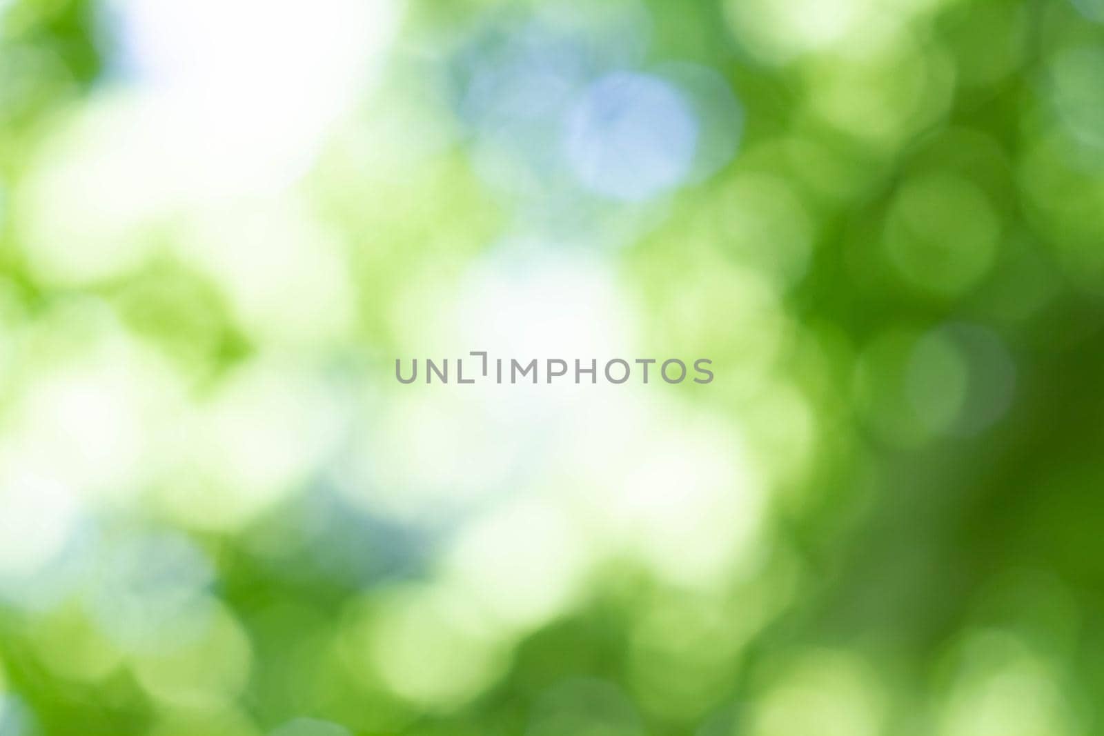 Abstract background. Background in blur out of focus. Texture in shades of green. Bokeh in the background. Green color.