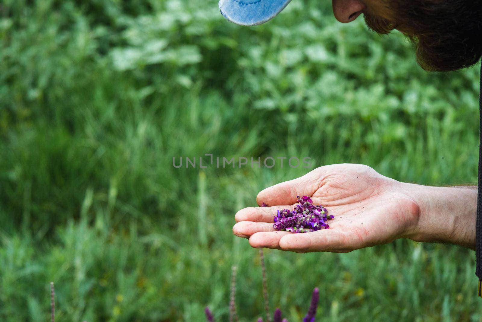 Collection of medicinal herbs. The herbalist collects sage. Herbal treatment. natural medicine. Herbal collection. Agronomist checks the quality of the crop.