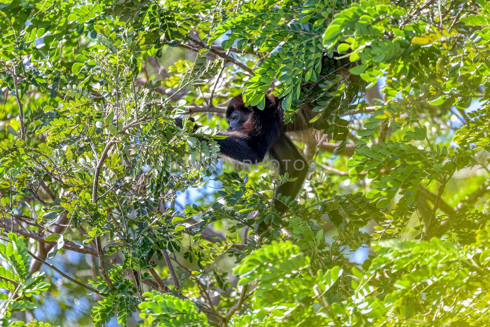 Mantled howler (Alouatta palliata) or golden-mantled howling monkey, feeding on tree, river Rio Bebedero Guanacaste, Costa Rica