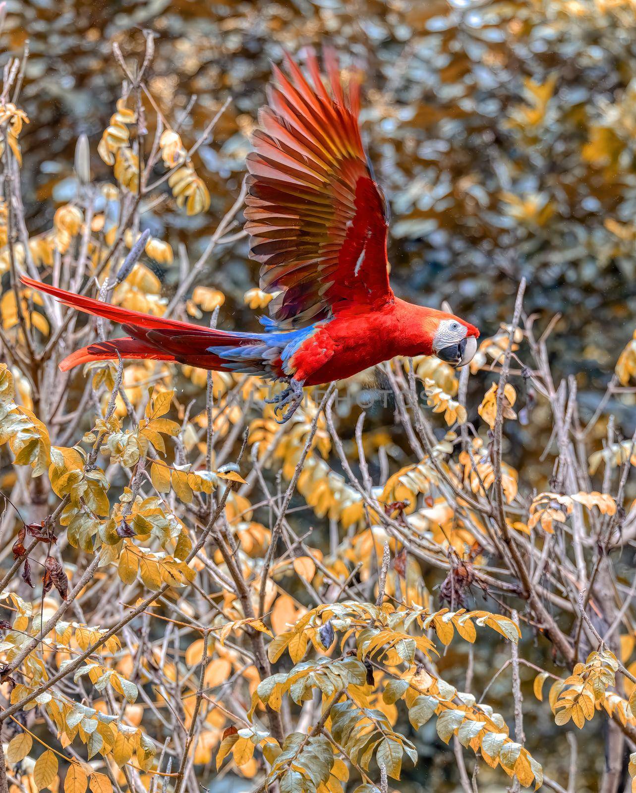 flying beautiful color bird, Scarlet macaw (Ara macao), Quepos, Wildlife and birdwatching in Costa Rica.