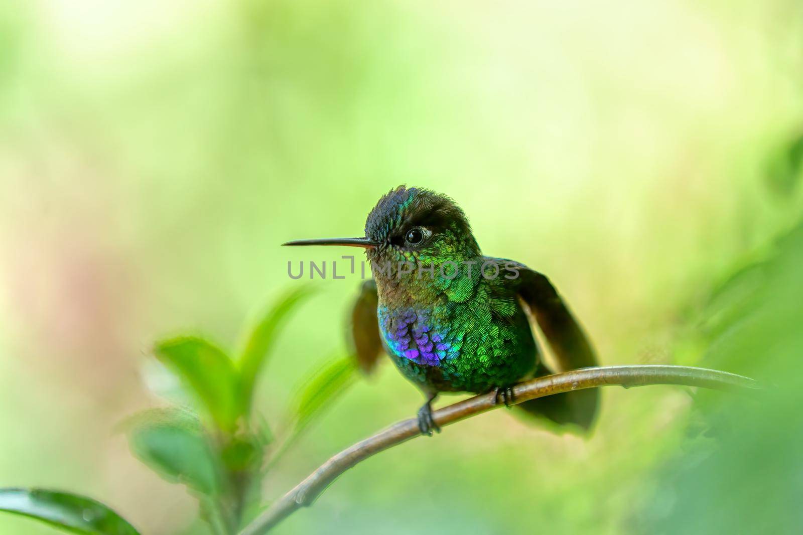 violet-headed hummingbird (Klais guimeti), San Gerardo de Dota, Costa Rica. by artush