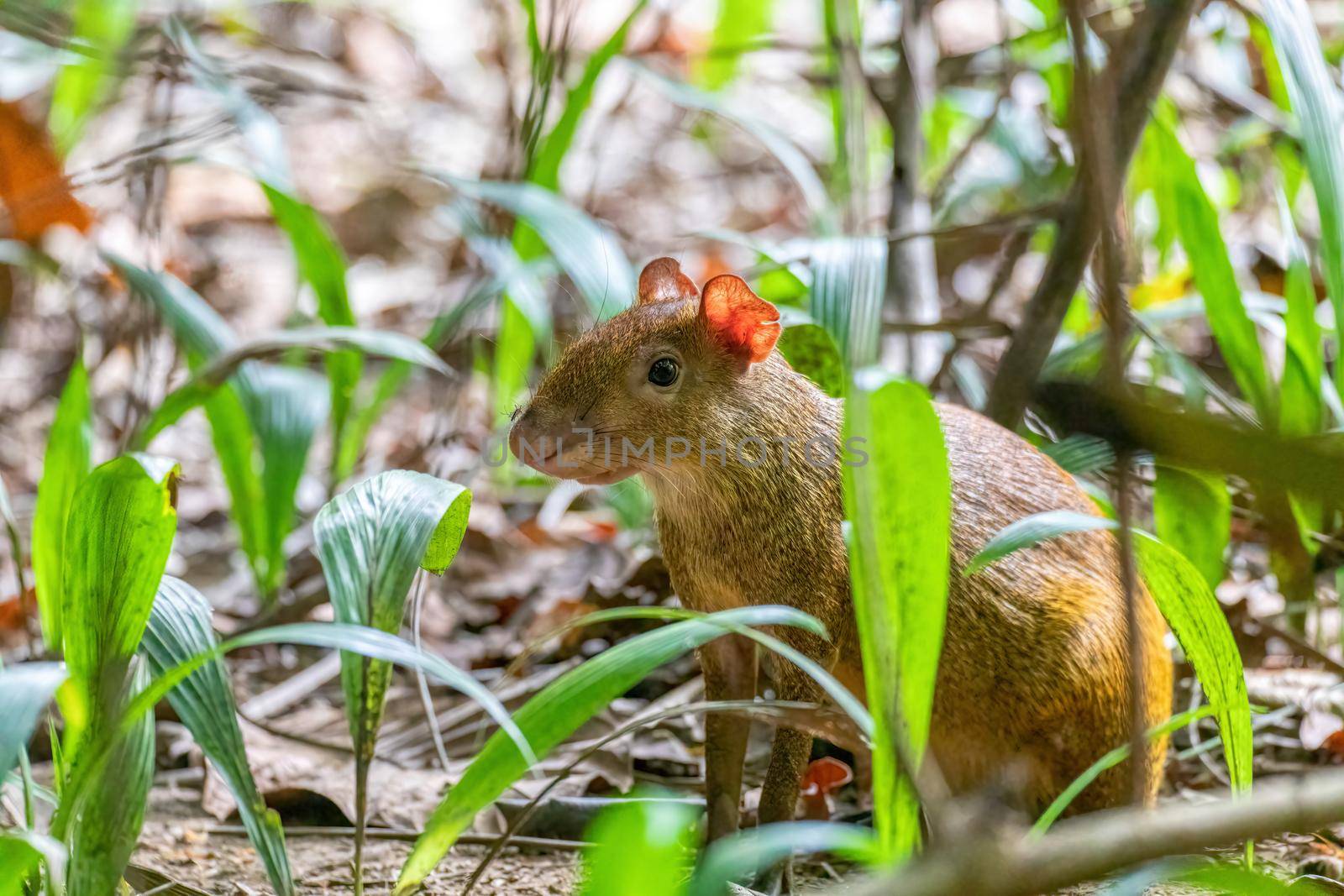 middle sized mammal Central American agouti (Dasyprocta punctata) in rainforest. Curu Wildlife Reserve, Costa Rica wildlife