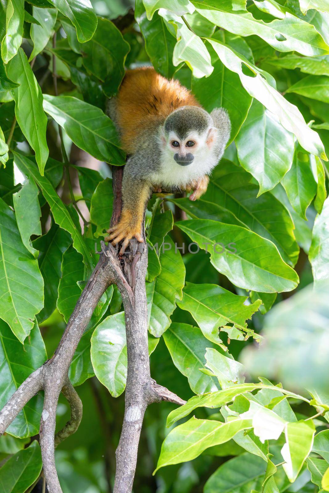 Central American squirrel monkey, Saimiri oerstedii, Quepos, Costa Rica wildlife by artush