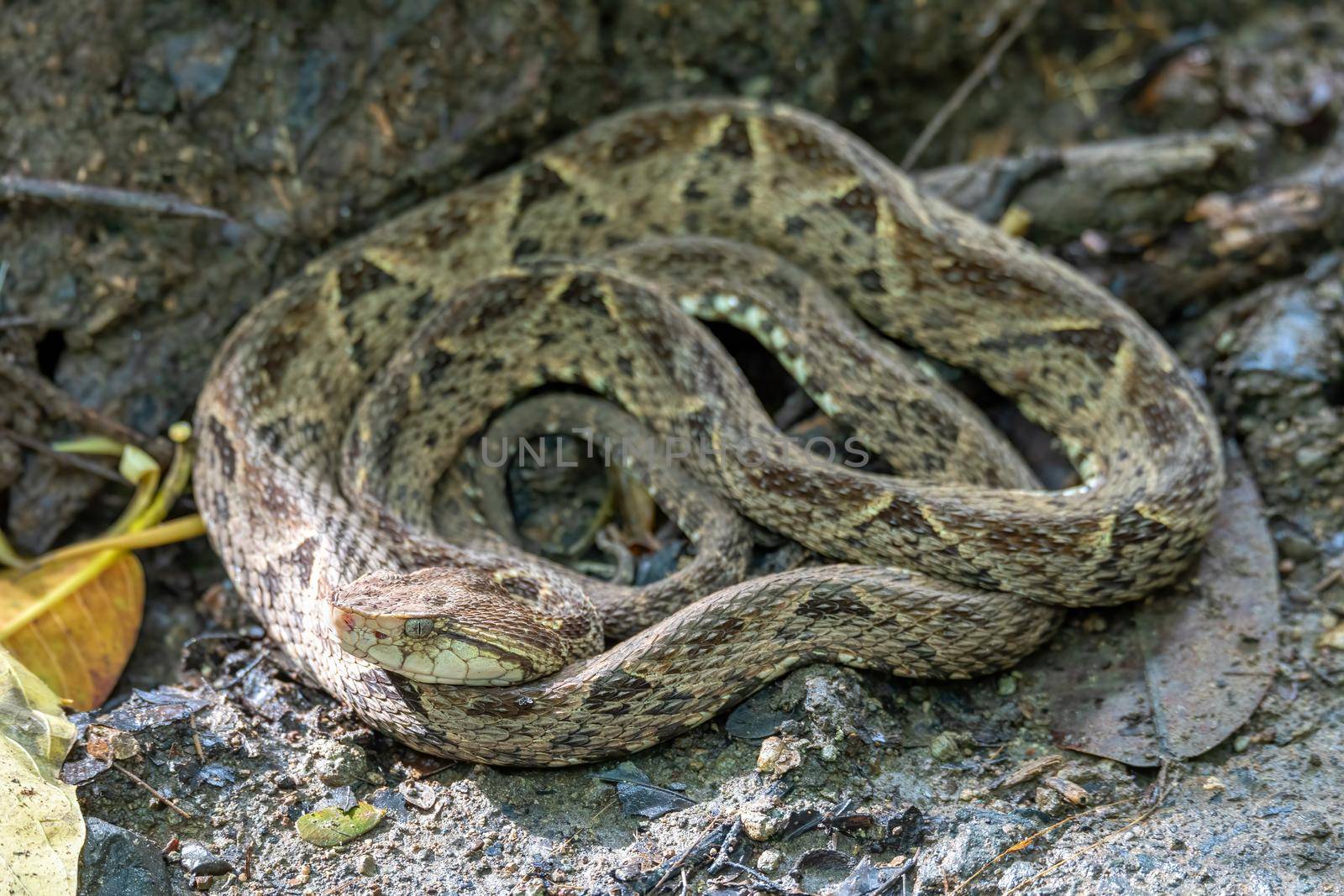 Terciopelo, Bothrops asper, Carara, Costa Rica wildlife. by artush