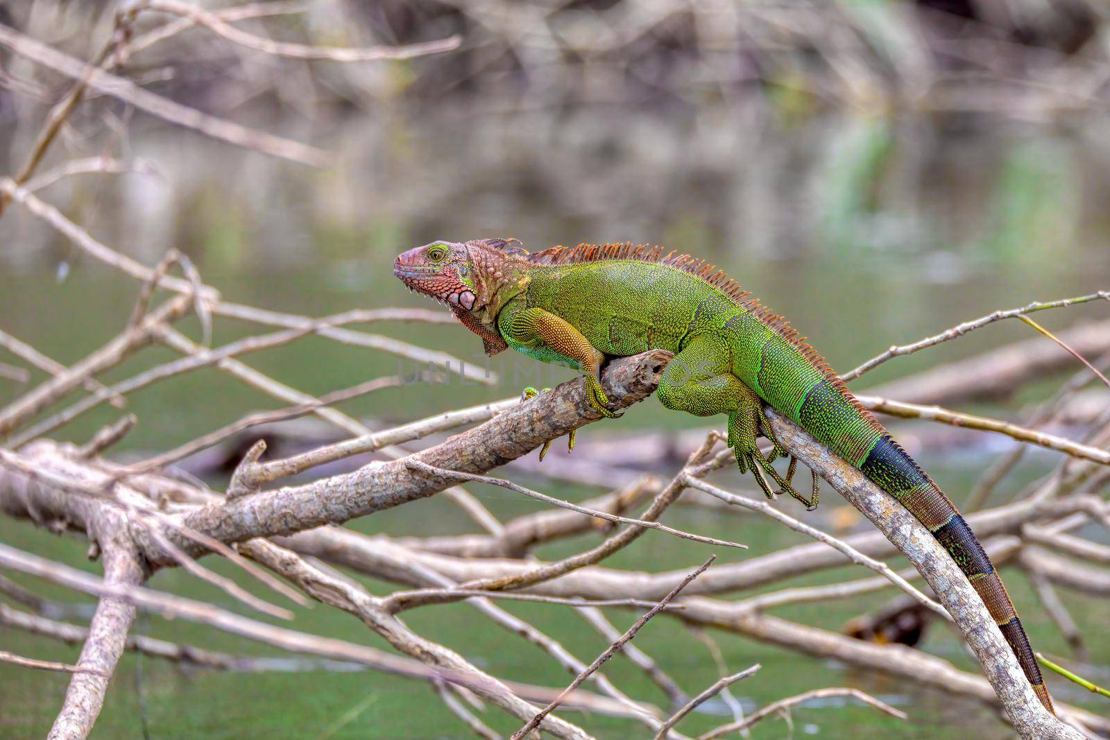 Beautifully colored green iguana (Iguana iguana) on tree in tropical rainforest, Rio Tarcoles, Costa Rica wildlife