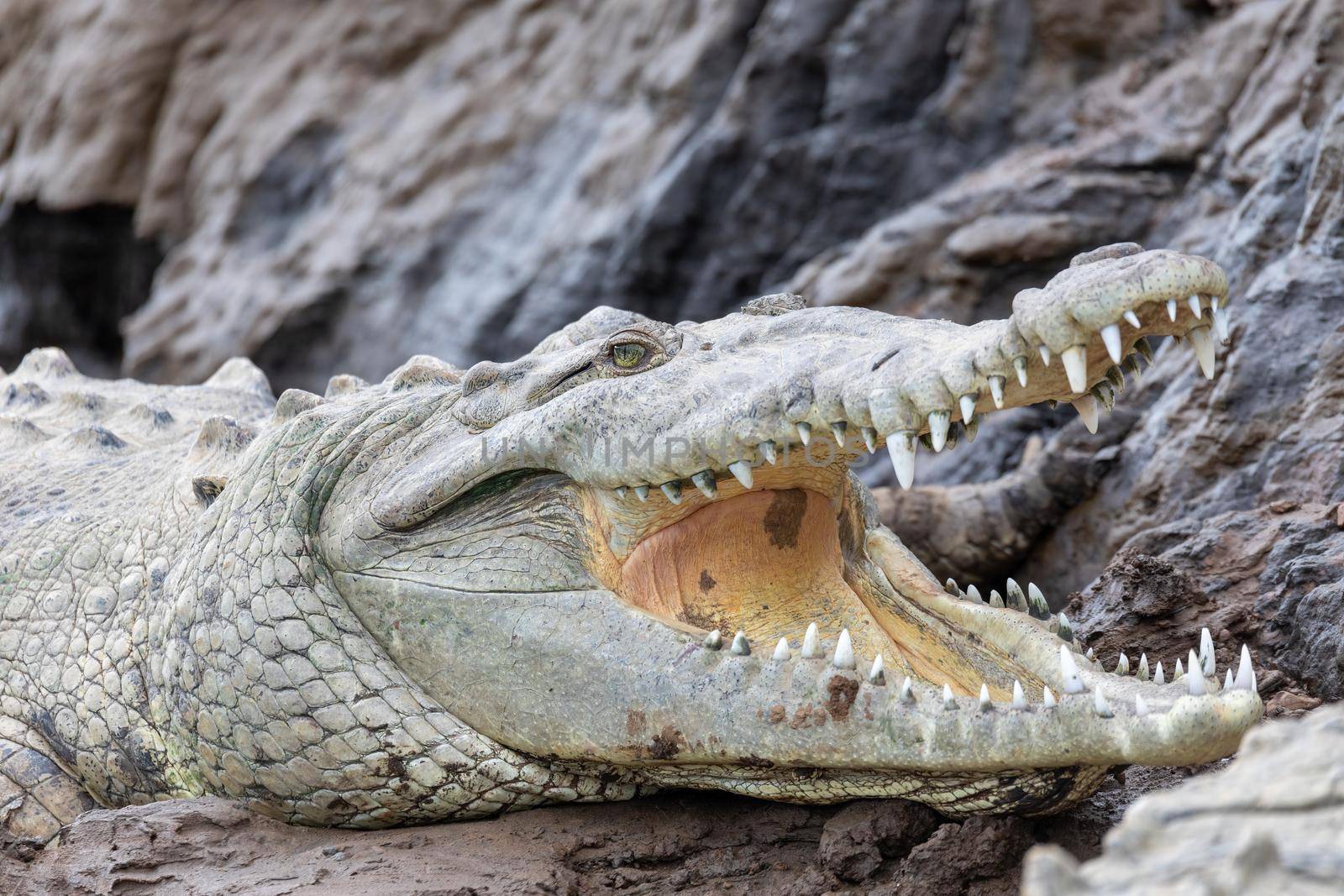 American crocodile, Crocodylus acutus, river Rio Tarcoles, Costa Rica Wildlife by artush