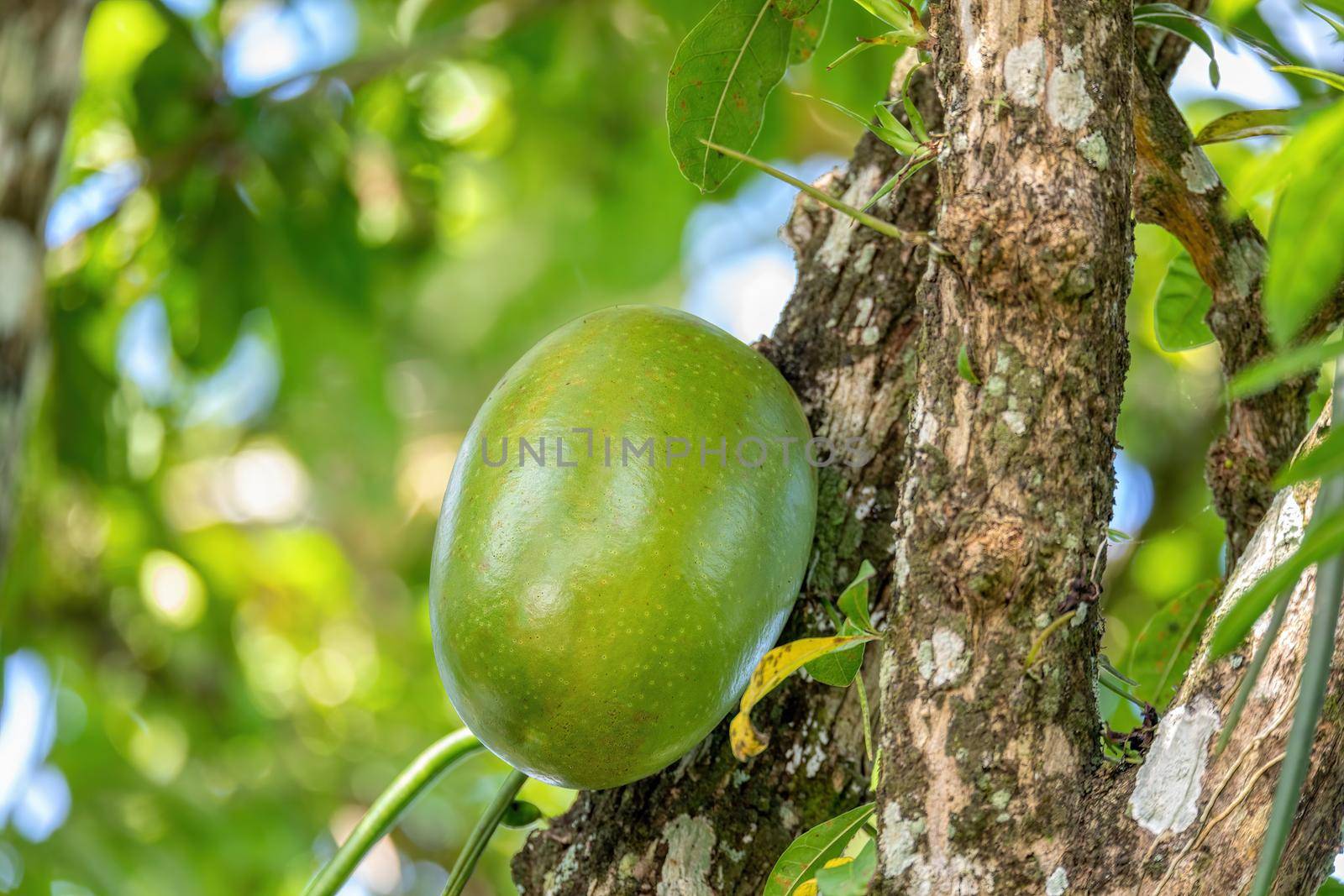 Calabash Tree, Crescentia cujete with big green fruit which can be used for musical instrument maracas, rumba shaker or chac-chac. Central Nicoya peninsula, Costa Rica