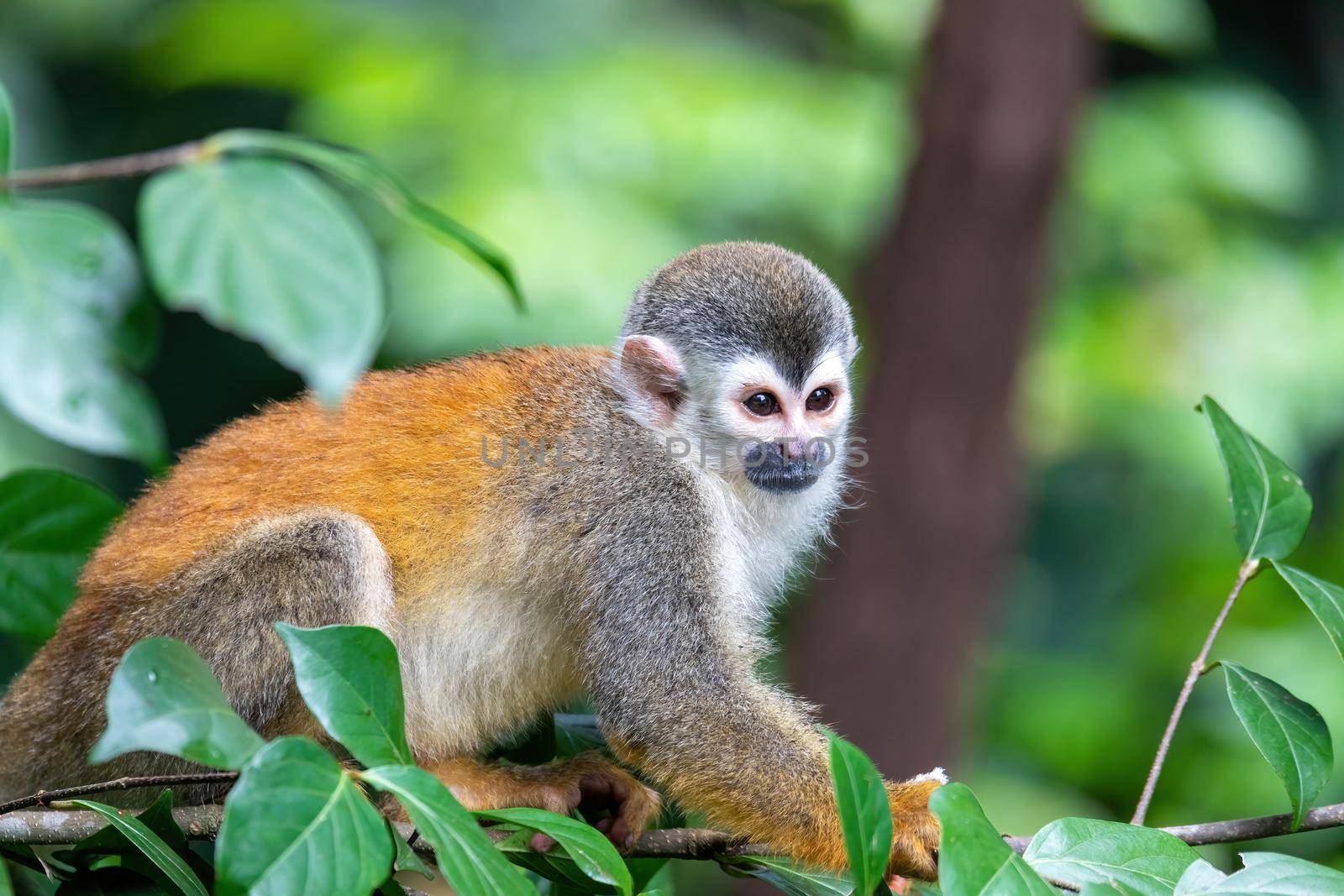 Central American squirrel monkey, Saimiri oerstedii, Quepos, Costa Rica wildlife by artush