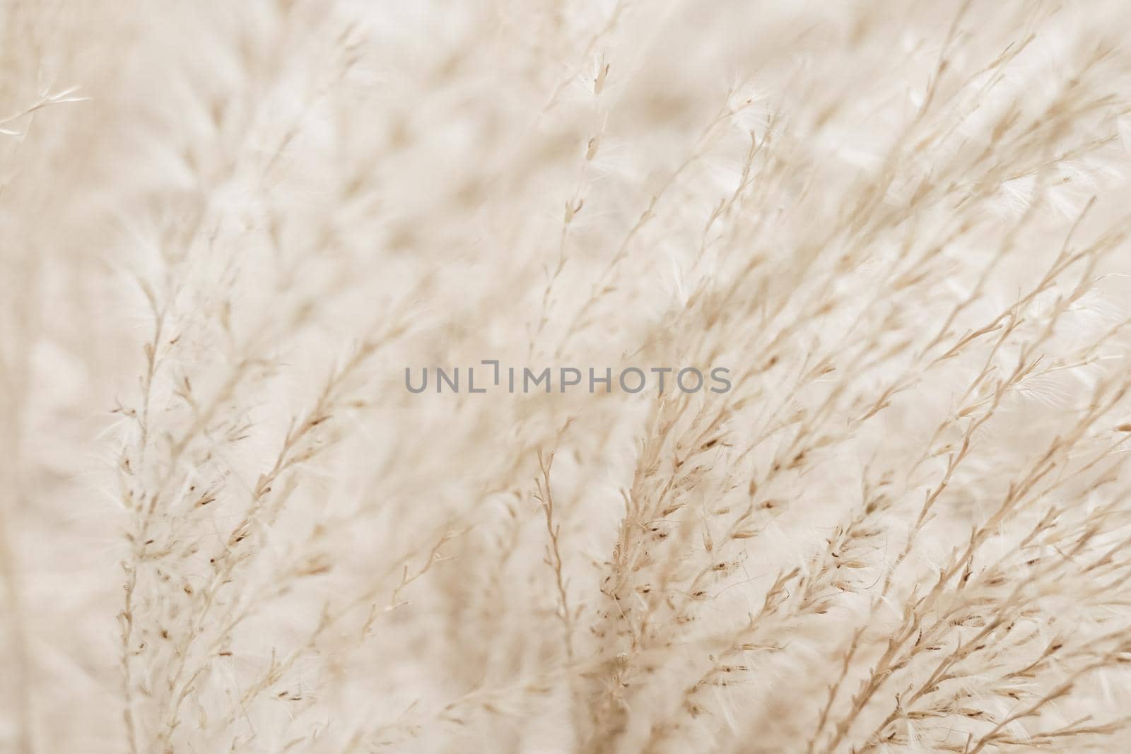 Beauty in nature, balanced lifestyle, environmental concept - Rustic autumn field