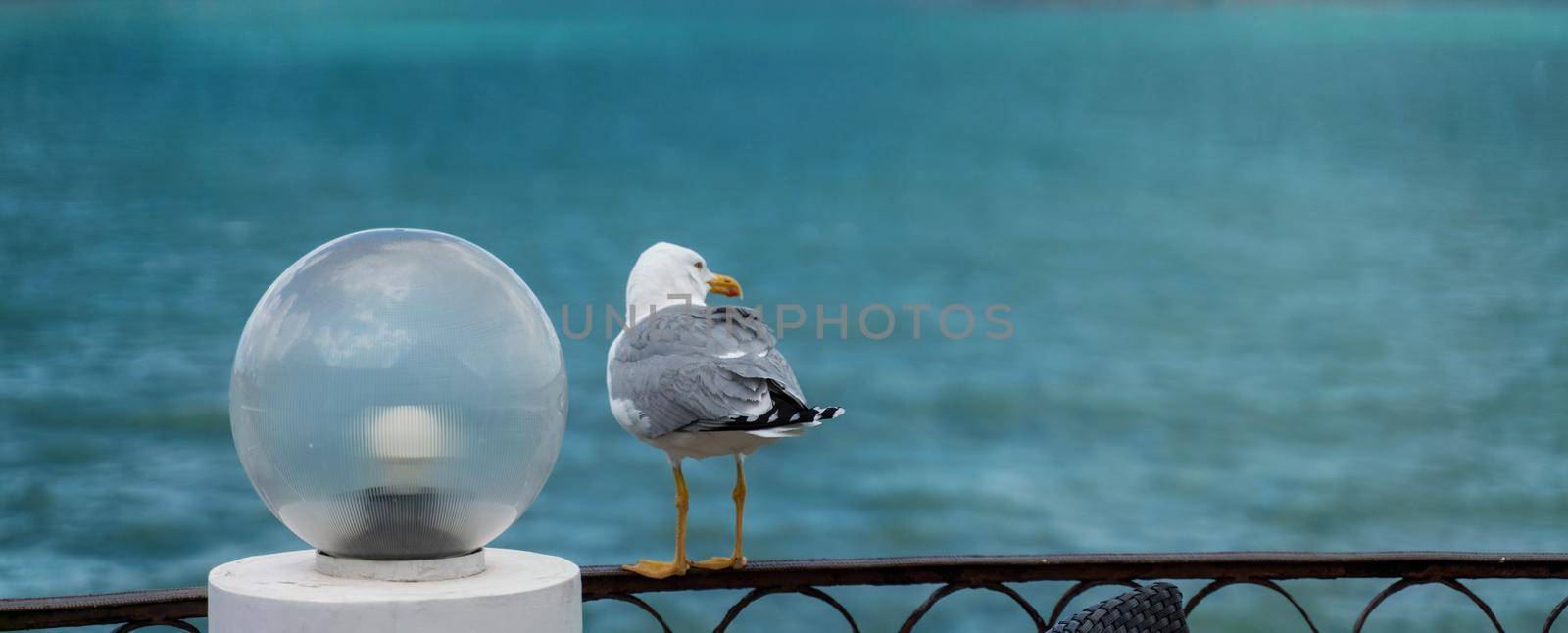 Seagull sits on an iron fence against the background of the sea