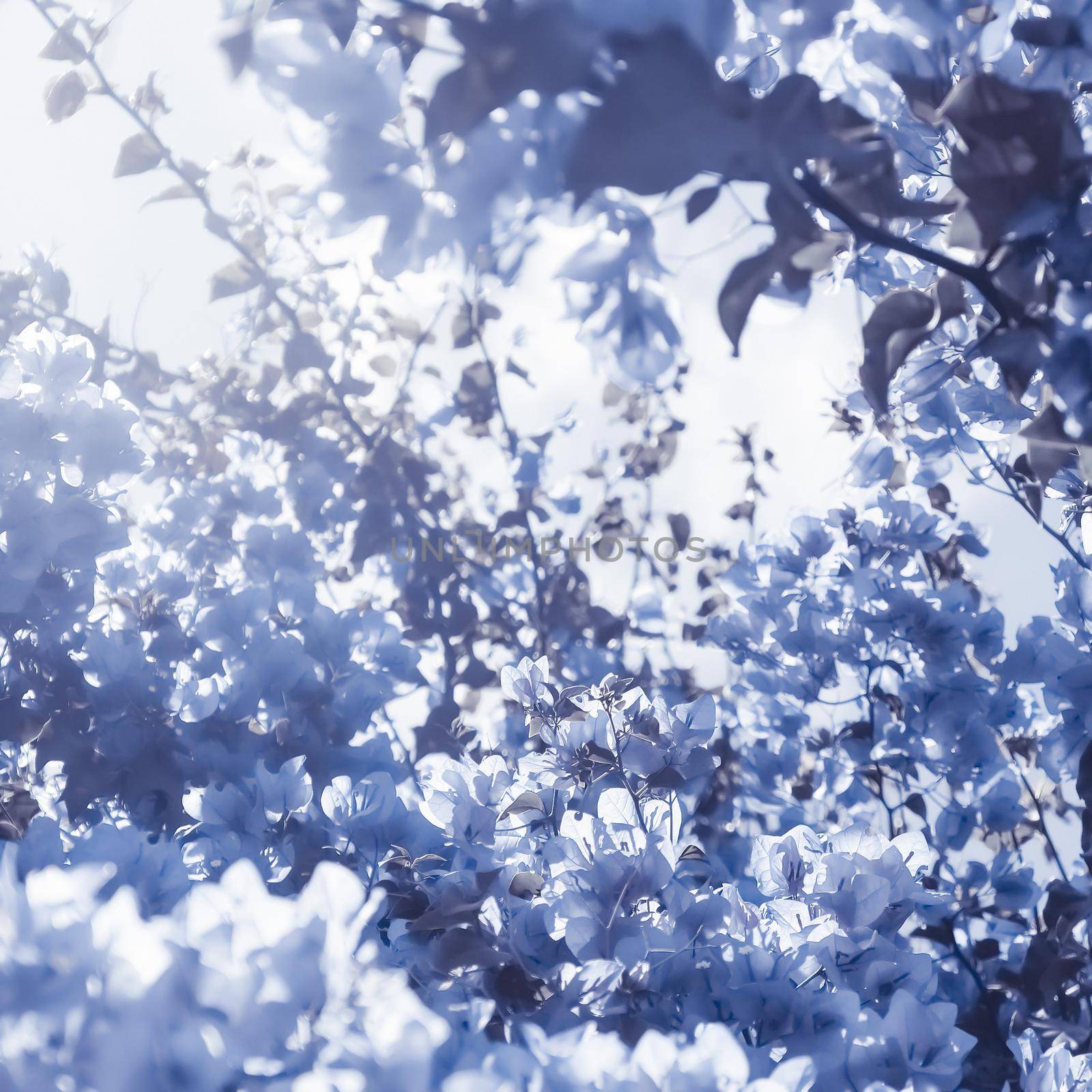 Flower background, spring nature and botanical beauty concept - Blue floral composition