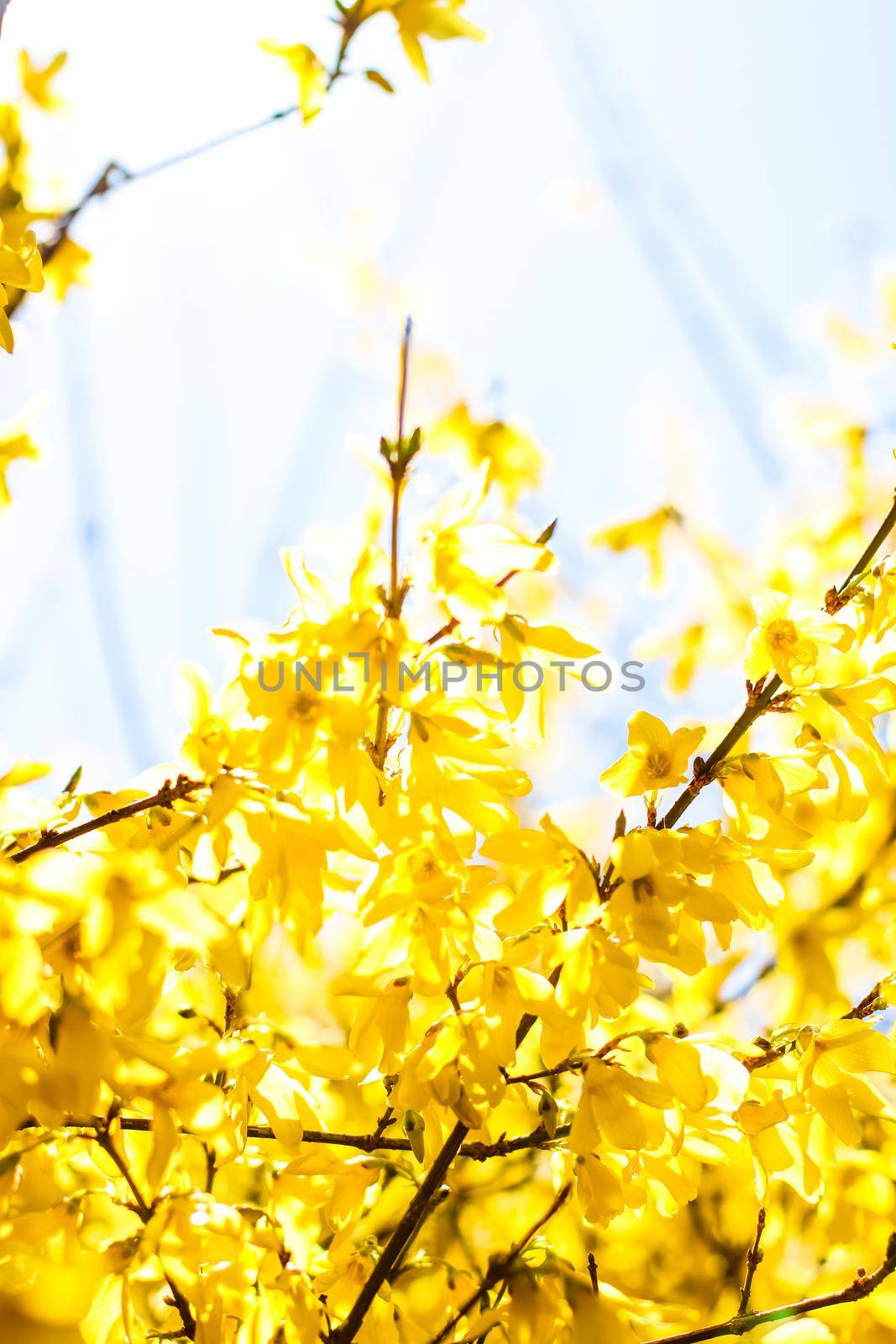 Nature in spring, wedding invitation and floral composition concept - Beautiful yellow flowers and blue sky as background