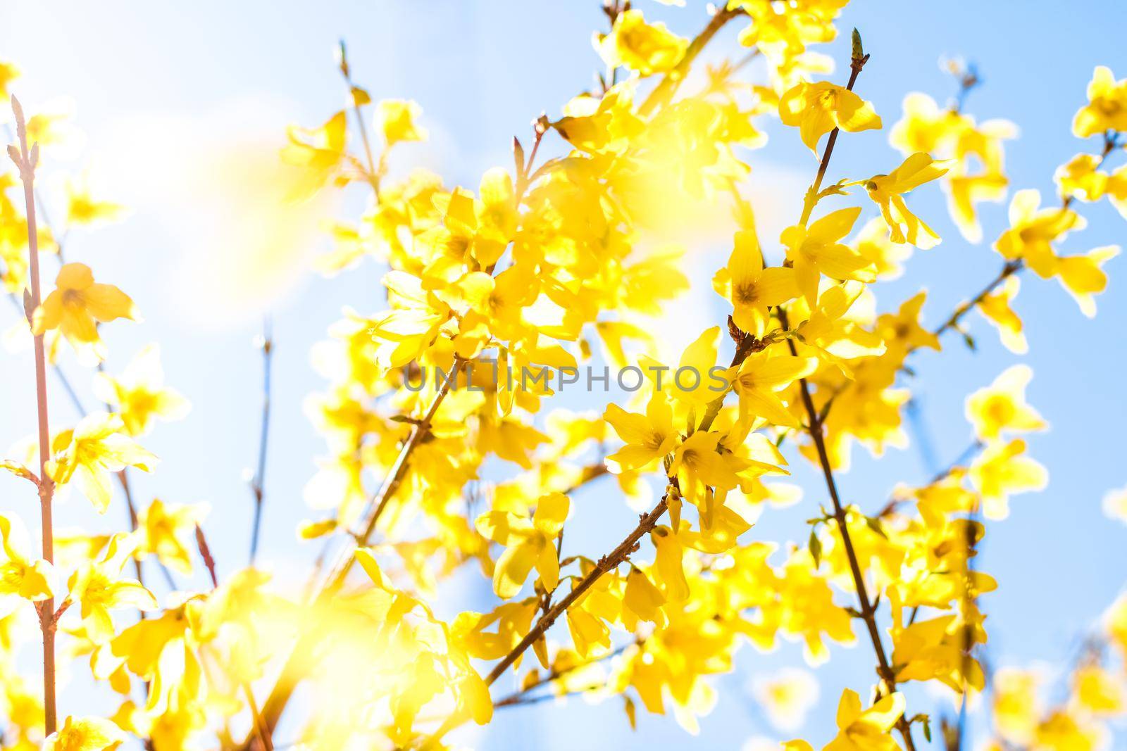 Nature in spring, wedding invitation and floral composition concept - Beautiful yellow flowers and blue sky as background