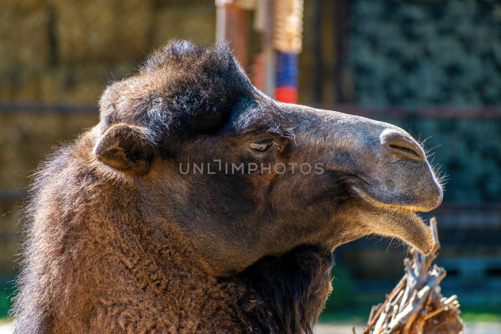 Head of a domestic camel, with a bent lip by rostik924