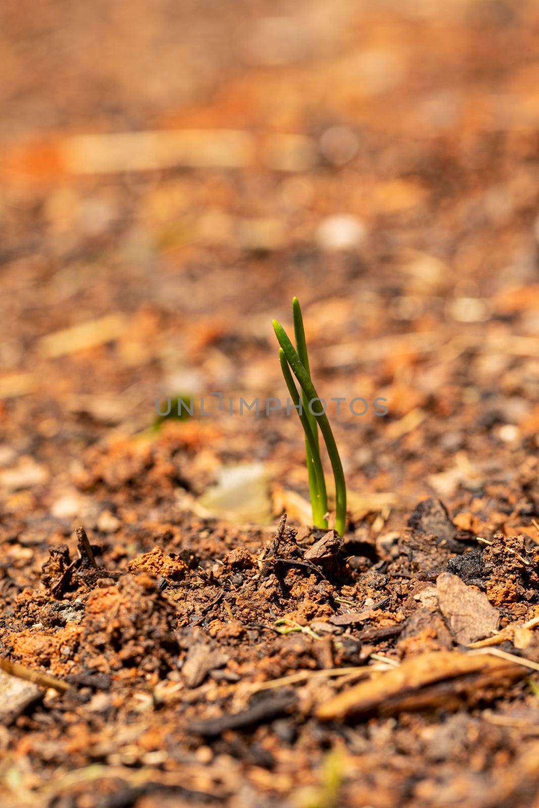 Onion Sprouts in Garden by CharlieFloyd