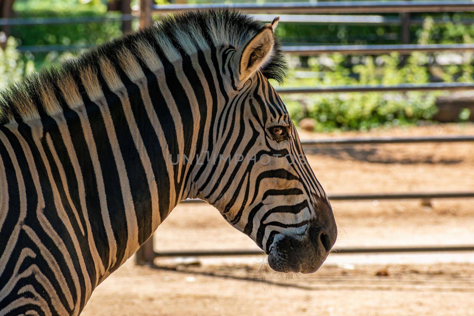Chapman's zebra (Equus quagga chapmani) Hodonin Zoo, Czech Republic, South Moravia