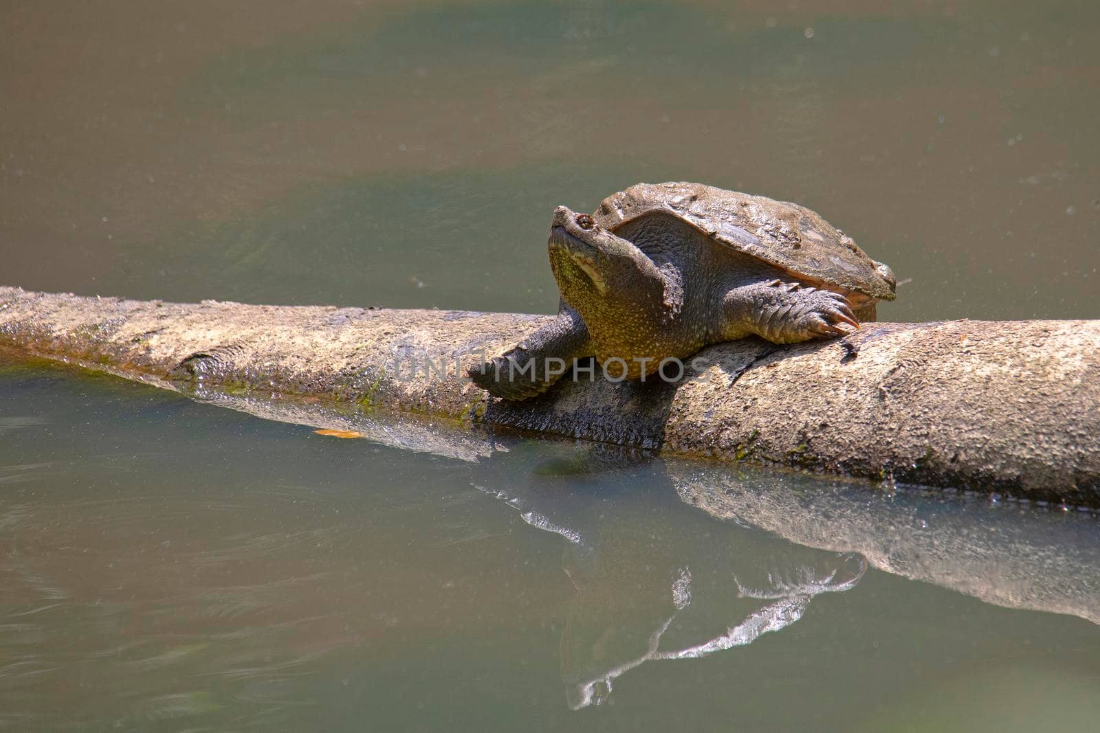 Snapping turtle sunning on a partially submerged log;
