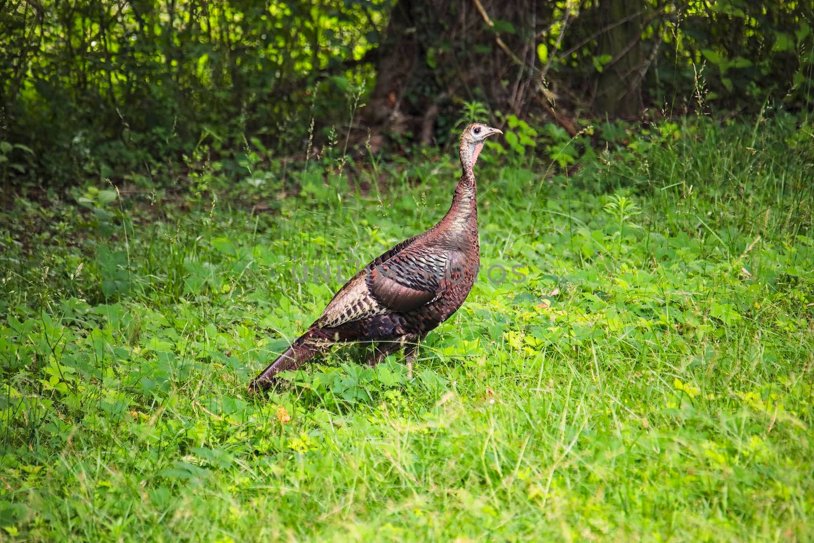 Wild turkey hen foraging through grass.