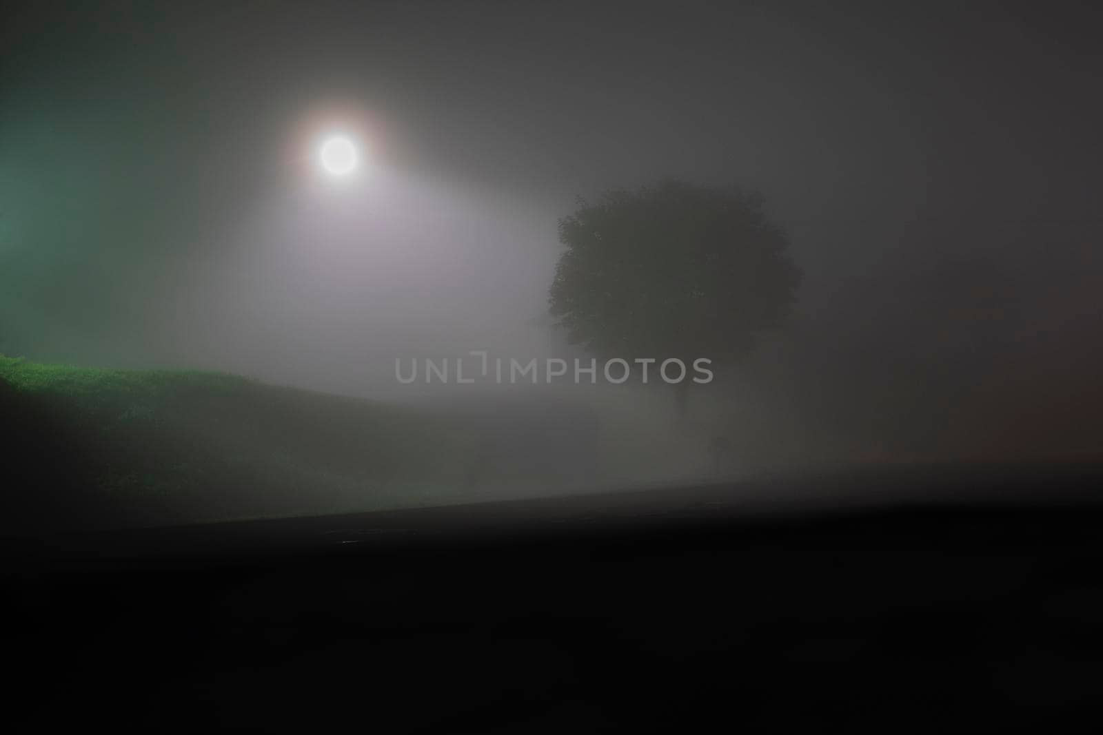 Tree and light in pre-dawn fog.