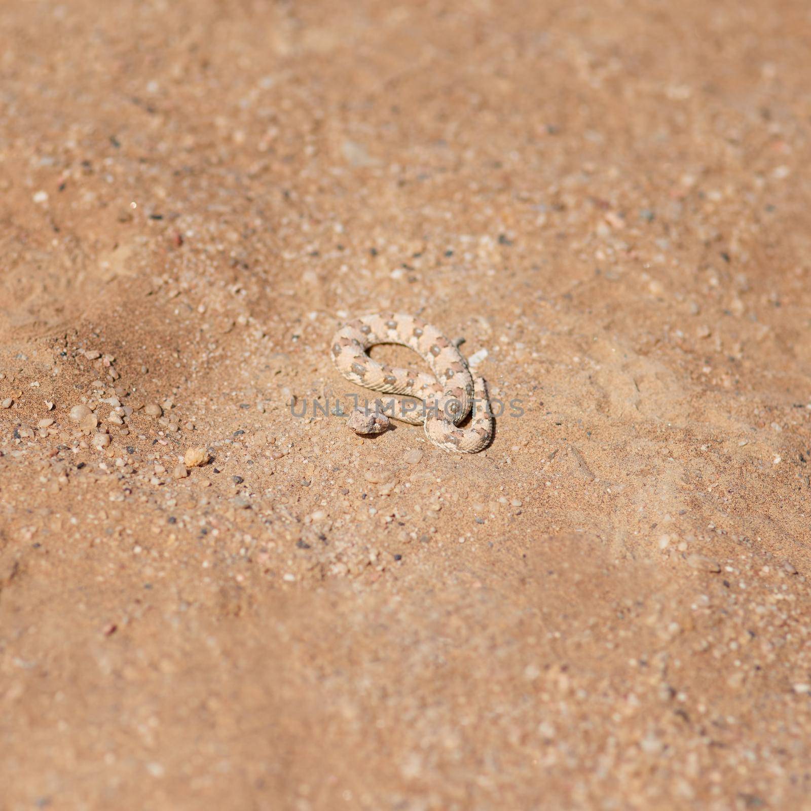 Hiding in plain sight. Closeup shot of a small snake curled up on a sand dune in the desert