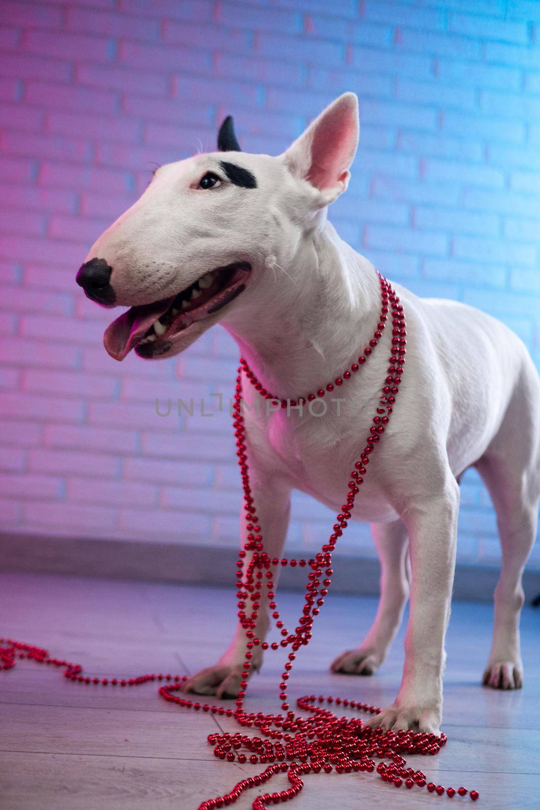 white bull terrier on a brick wall background in neon pink and blue by Rotozey