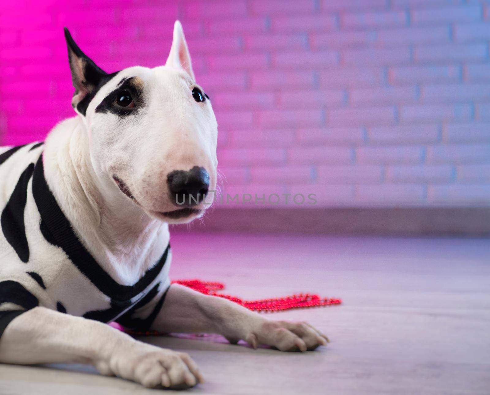 a white bull terrier in spotted dog clothes against a brick wall in neon pink and blue tones by Rotozey