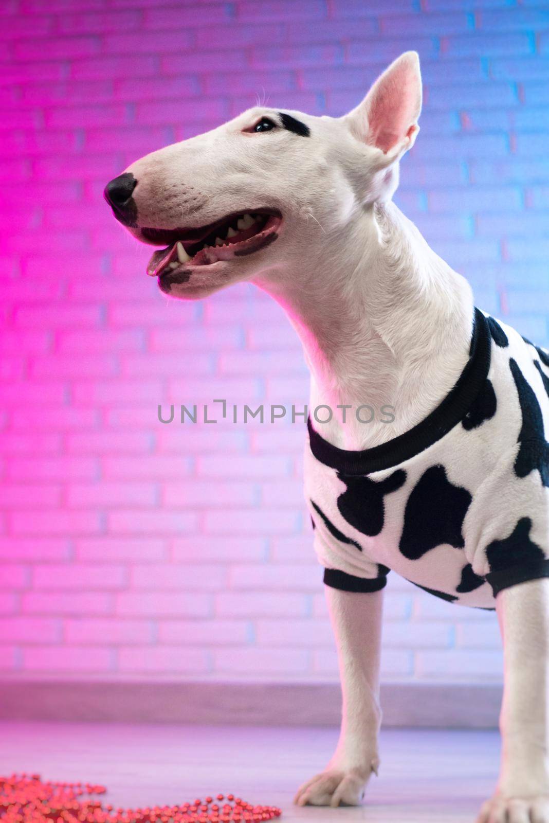 white bull terrier in spotted dog clothes against a brick wall in neon pink and blue tones
