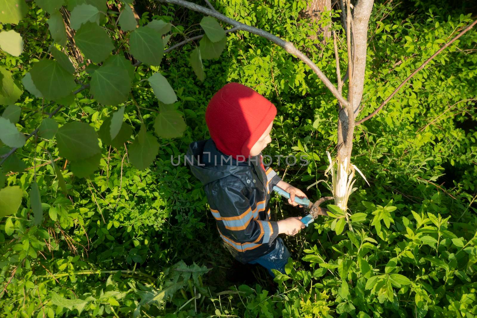 gardening: the boy removes the bark from the aspen tree, for further drying of the root. Technology of weed control.