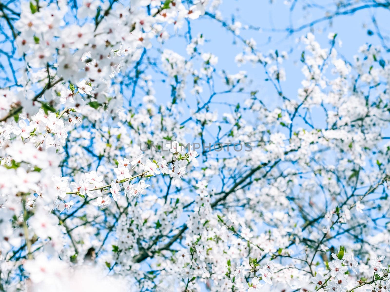 Floral beauty, dream garden and natural scenery concept - Cherry tree blossom and blue sky, white flowers as nature background