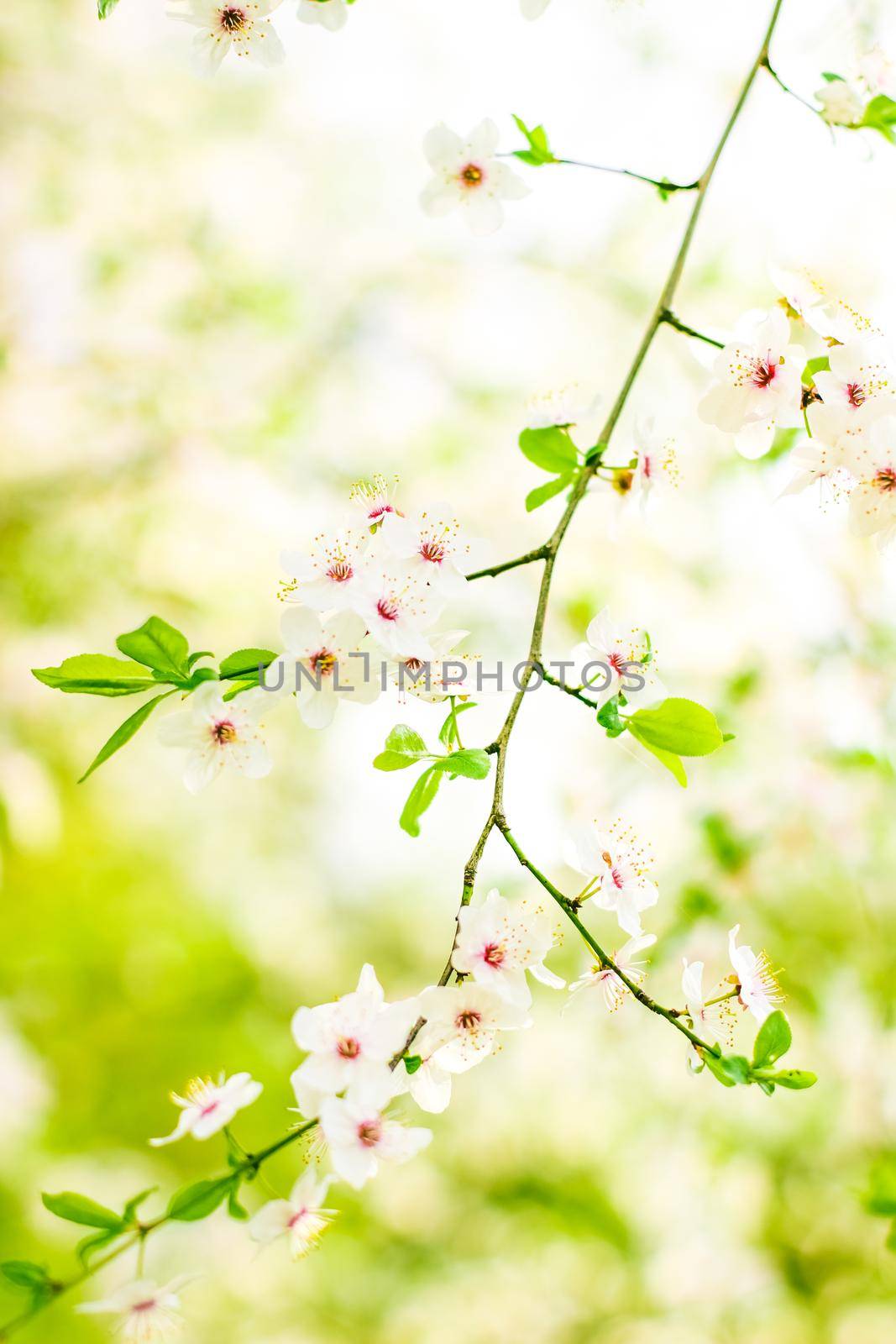 Cherry tree blossom in spring, white flowers as nature background by Anneleven