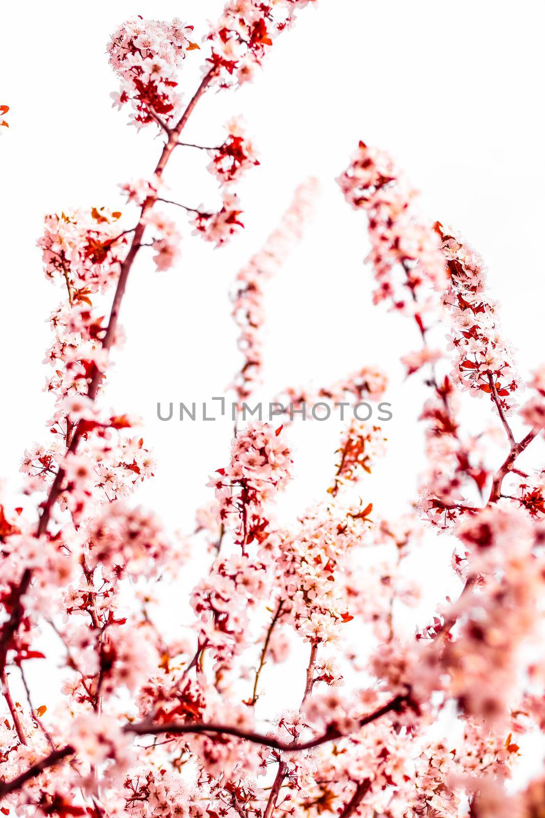 Floral blossom in spring, pink flowers as nature background by Anneleven