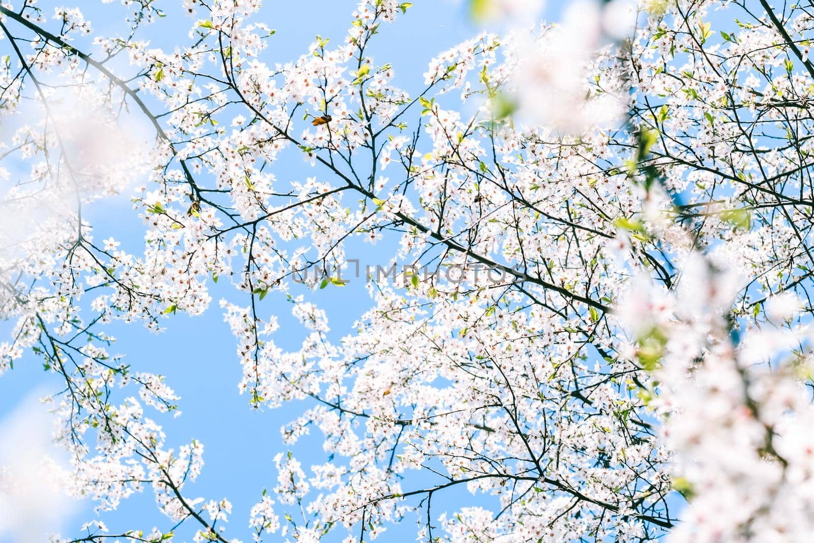 Floral beauty, dream garden and natural scenery concept - Cherry tree blossom and blue sky, white flowers as nature background