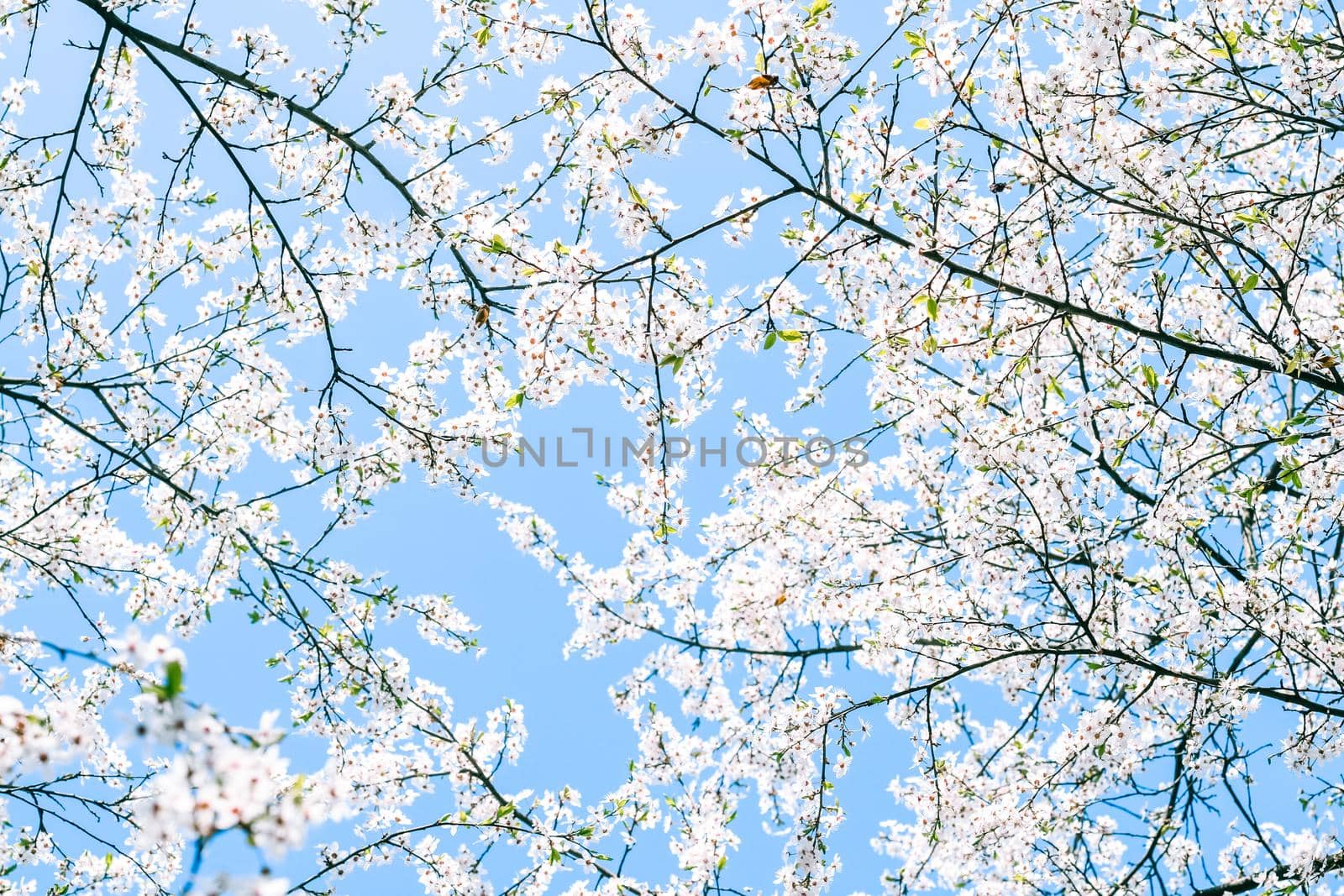 Floral beauty, dream garden and natural scenery concept - Cherry tree blossom and blue sky, white flowers as nature background