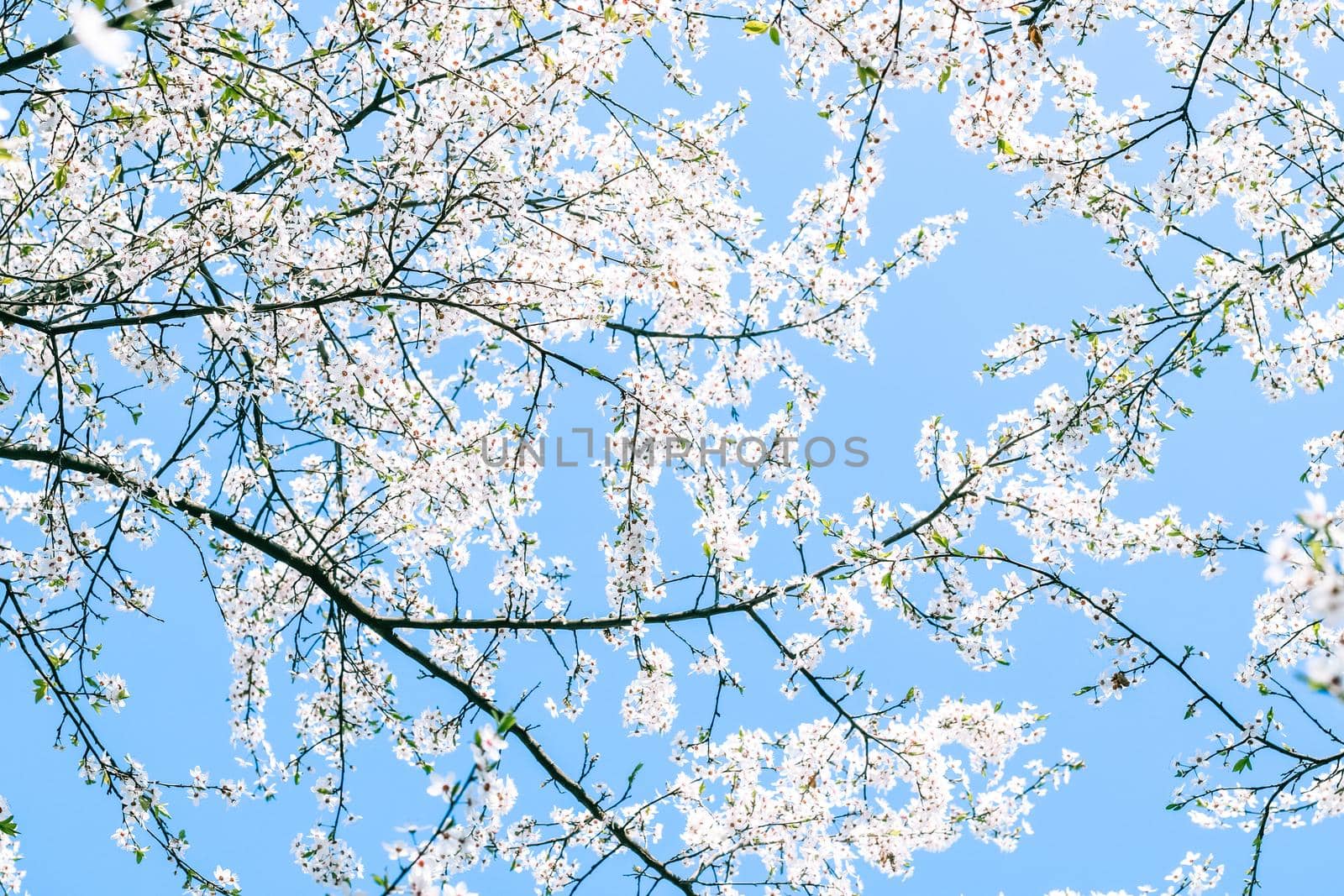 Floral beauty, dream garden and natural scenery concept - Cherry tree blossom and blue sky, white flowers as nature background