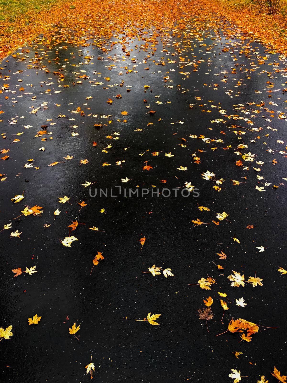 Fall season, weather and environment concept - Autumn leaves and trees, nature background