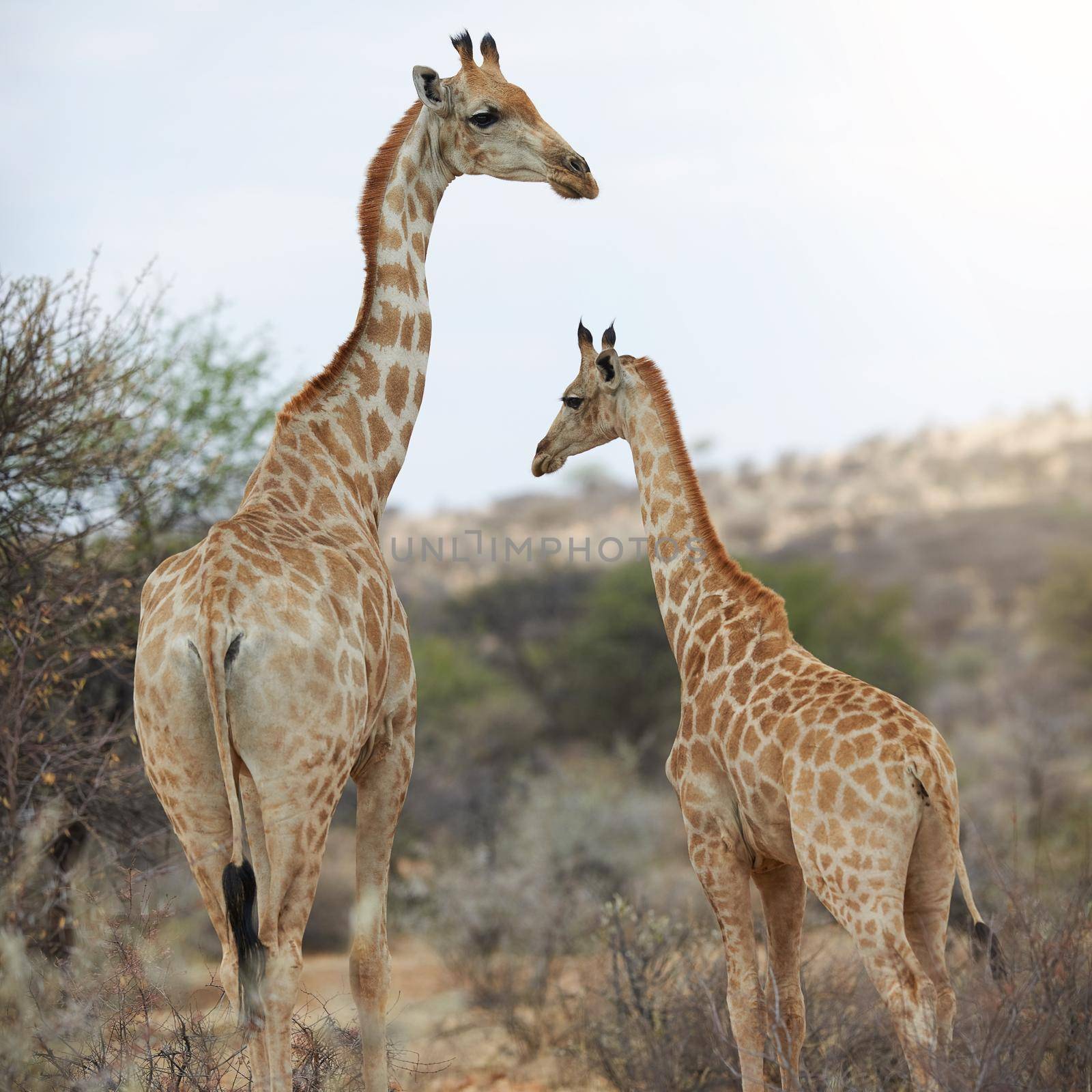 Where the wild things are. two giraffes standing in their natural habitat