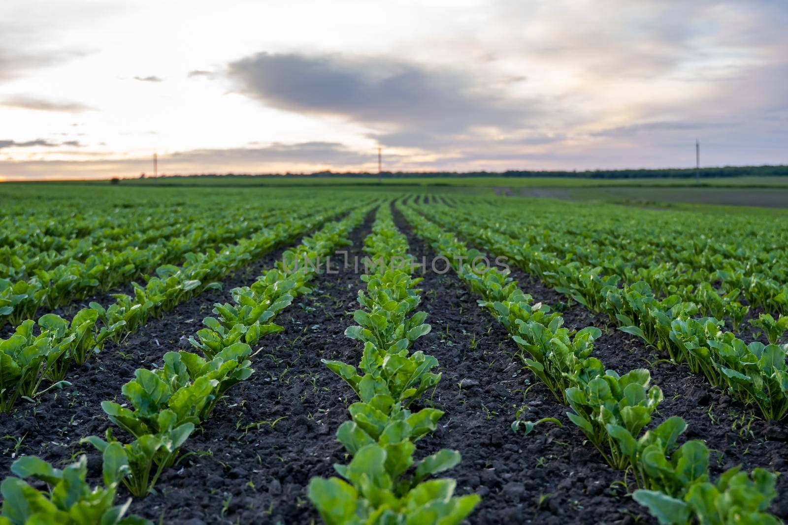 Landscape of oung green sugar beet leaves in the agricultural beet field in the evening sunset. Agriculture