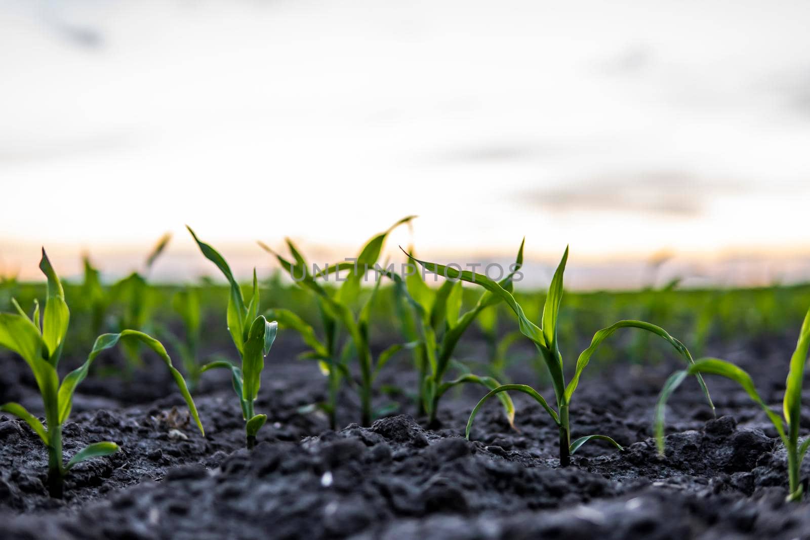 Young corn sprouts on agricultural field close up. Growing corn seedling sprouts on cultivated agricultural farm field under the sunset
