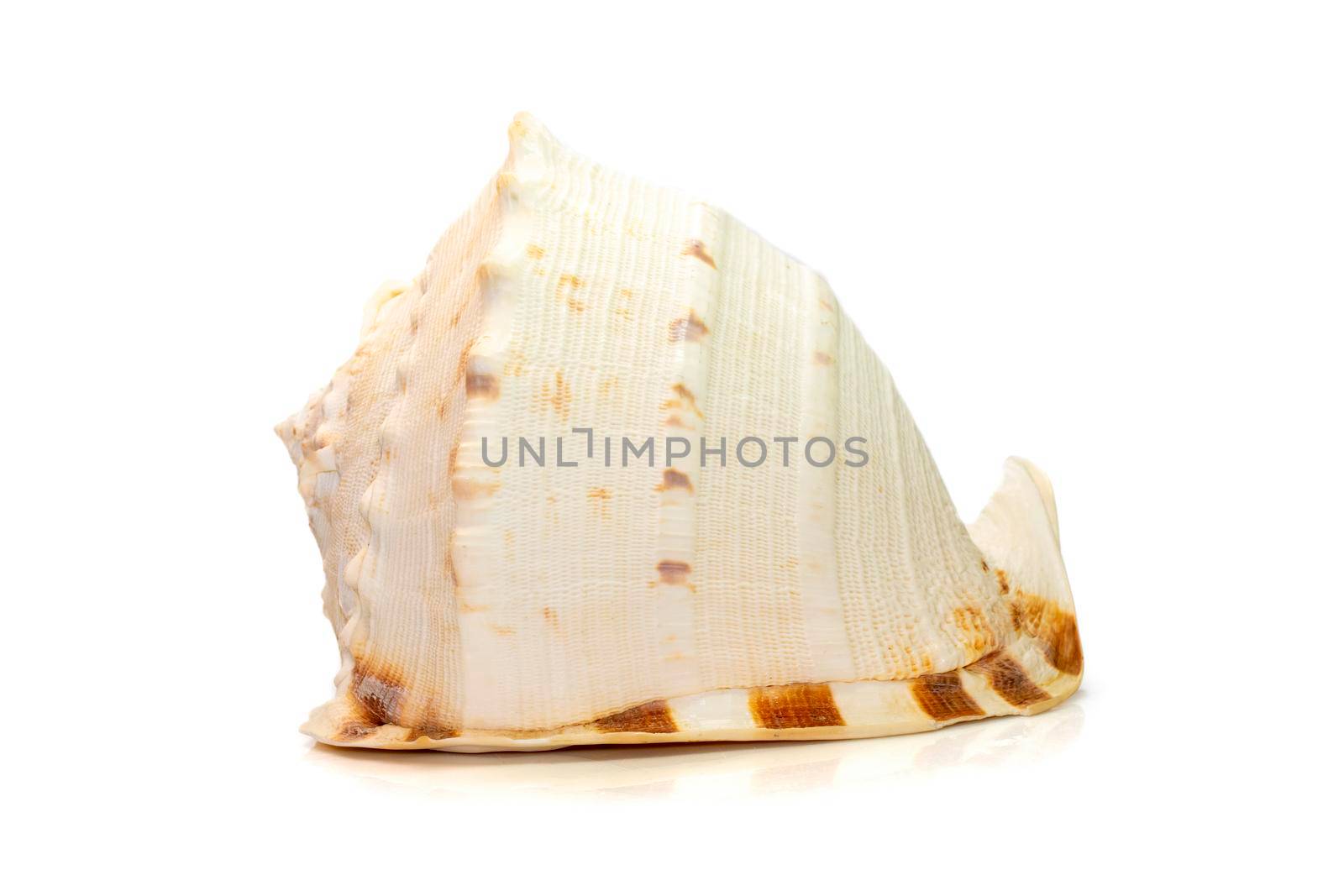 Image of Horned Helmet sea shells. (cassis Cornuta) is a species of extremely large sea snail isolated on white background. Undersea Animals. Sea Shells.