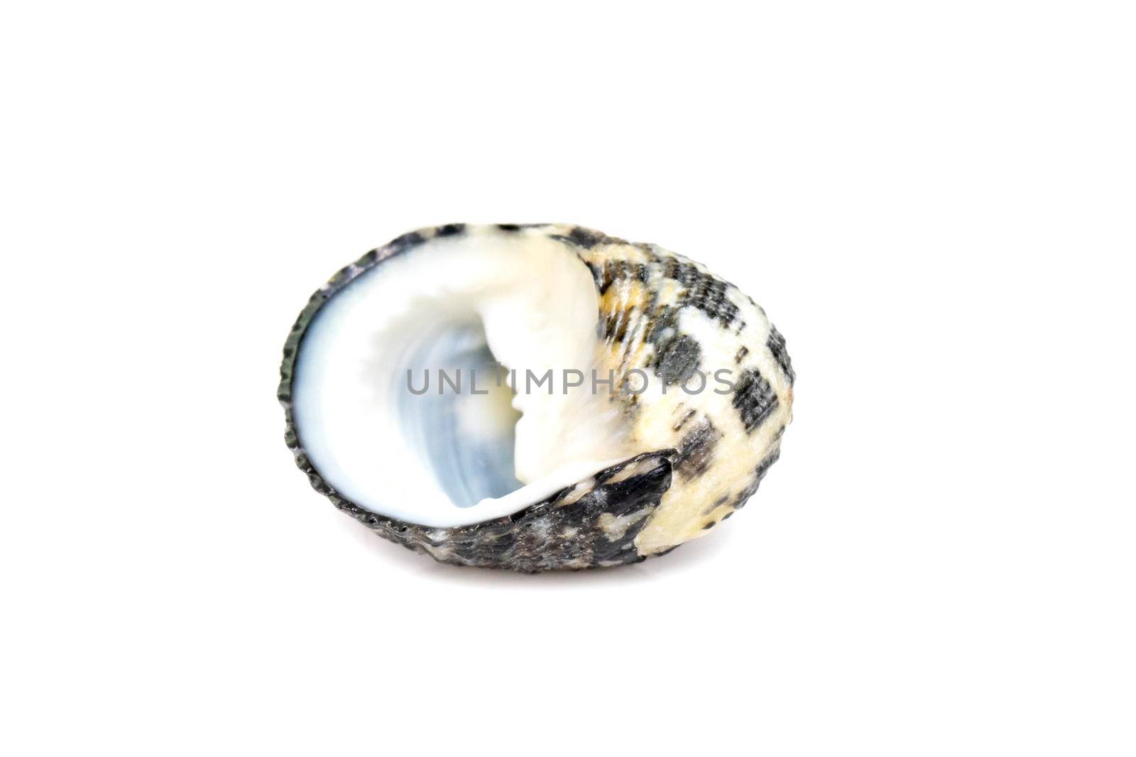 Image of nerita undata shell is a species of sea snail, a marine gastropod mollusk in the family neritidae isolated on white background. Undersea Animals. Sea Shells. by yod67
