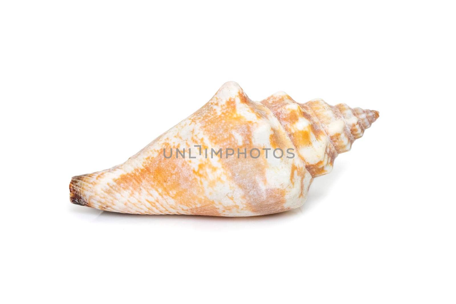 Image of canarium urceus is a species of sea snail, a marine gastropod mollusk in the family Strombidae, the true conchs isolated on white background. Undersea Animals. Sea Shells.