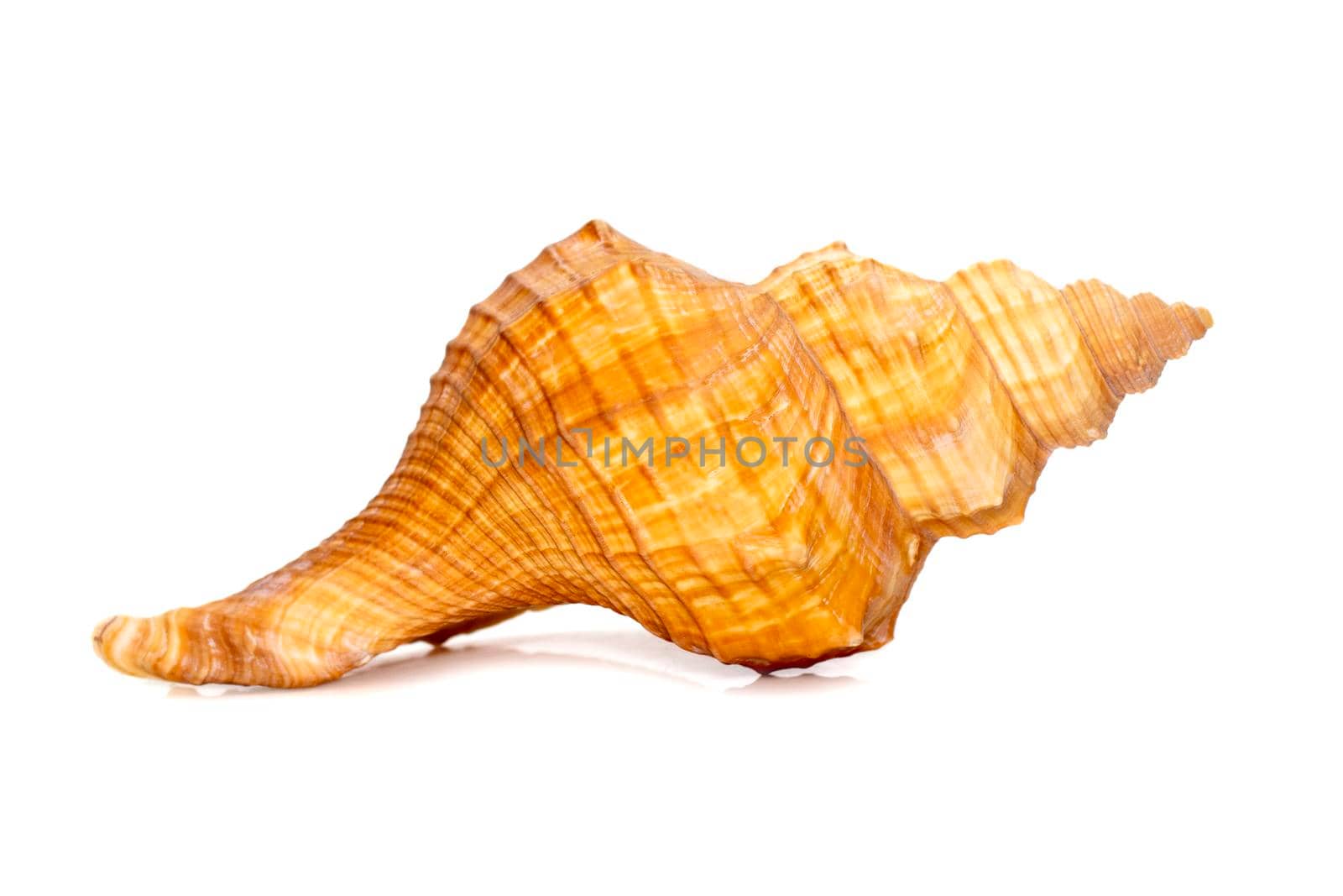 Image of Trapezium Horse Conch / Striped Fox Conch seashell (Pleuroploca trapezium) isolated on white background. Undersea Animals. Sea Shells.