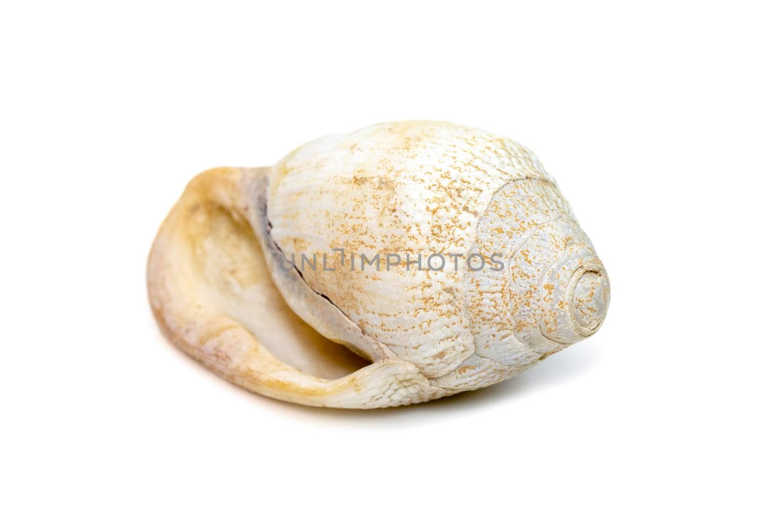 Image of very old white phalium granulatum sea shell isolated on white background. Undersea Animals. Sea Shells.