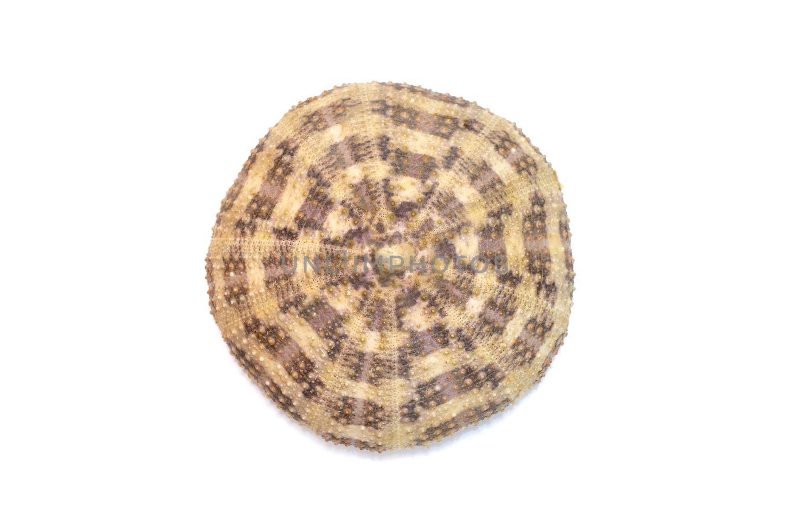 Image of Sea Urchin Shell on a white background. Sea shells. Undersea Animals. by yod67