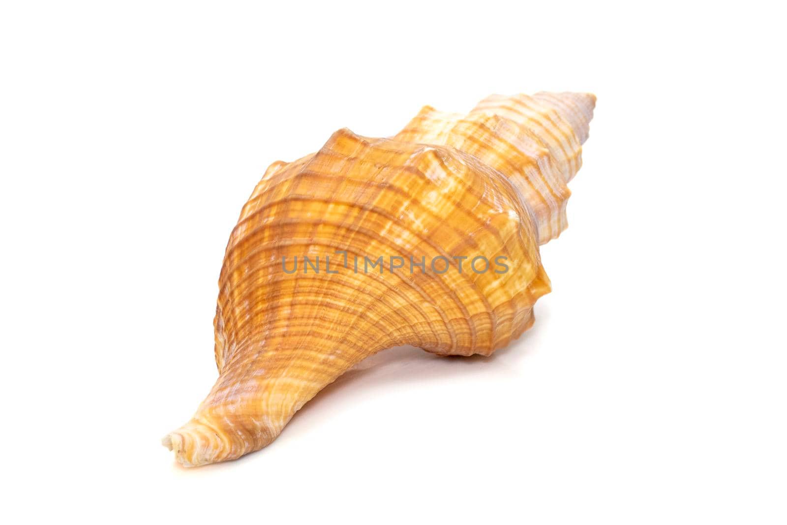 Image of Trapezium Horse Conch / Striped Fox Conch seashell (Pleuroploca trapezium) isolated on white background. Undersea Animals. Sea Shells. by yod67