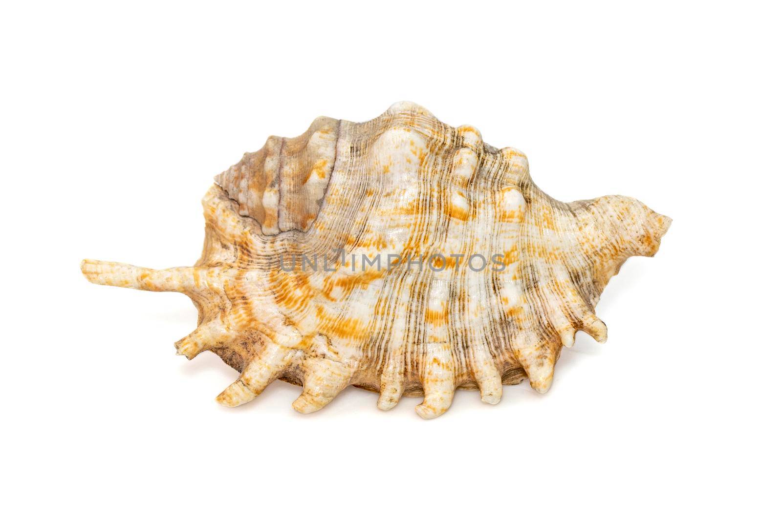 Image of Millipede spider conch (Lambis millepeda) isolated on white background. Sea snail. Undersea Animals. Sea Shells.