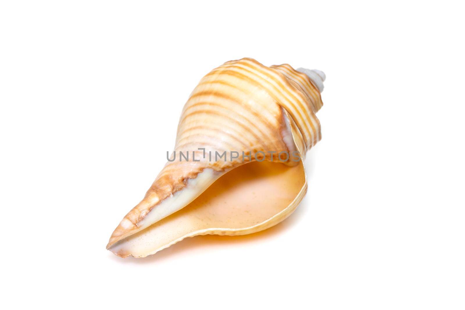 Image of hemifusus sea shells a genus of marine gastropod mollusks in the family Melongenidae isolated on white background. Undersea Animals. Sea Shells.