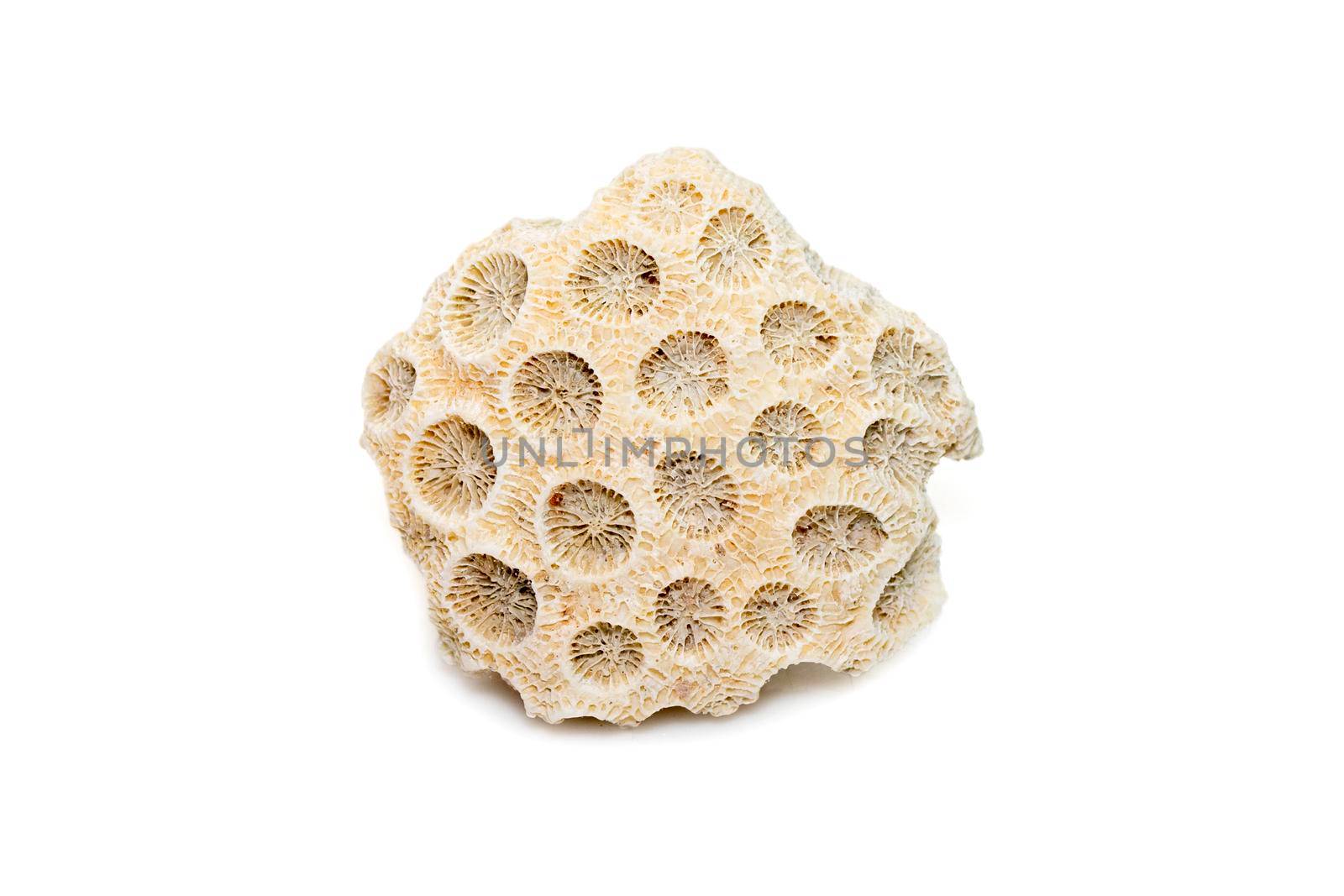 Image of coral cubes on a white background. Undersea Animals.